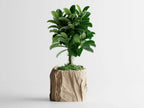 Crumbled Paper Pot – Now Available in Square Form!