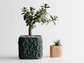 Plant Pot TerraForma